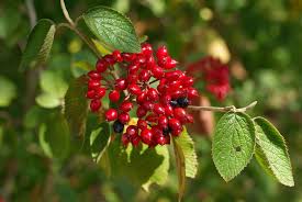 Attēlu rezultāti vaicājumam “Viburnum lantana”
