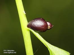 Attēlu rezultāti vaicājumam “Cardamine bulbifera leaf”