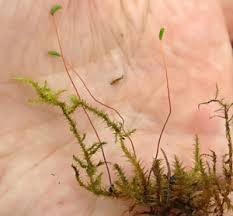 Attēlu rezultāti vaicājumam “Campylium stellatum sporophyte”