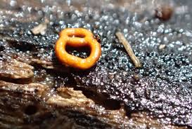 Attēlu rezultāti vaicājumam “Didymium serpula macro”