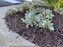 Attēlu rezultāti vaicājumam “Cribraria oregana macro”