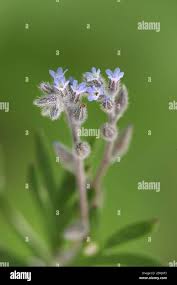 Attēlu rezultāti vaicājumam “Myosotis stricta”