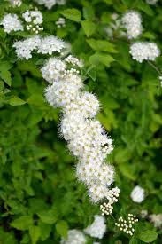 Attēlu rezultāti vaicājumam “Spiraea chamaedryfolia flower”