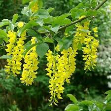 Attēlu rezultāti vaicājumam “Laburnum alpinum leaf”