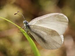 Attēlu rezultāti vaicājumam “Leptidea sinapis”