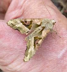 Attēlu rezultāti vaicājumam “Phlogophora meticulosa”