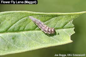 Attēlu rezultāti vaicājumam “Syrphus sp. larva”