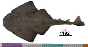 Image result for Squatina squatina