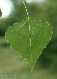 Attēlu rezultāti vaicājumam “Populus nigra leaf”