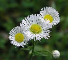 Attēlu rezultāti vaicājumam “Erigeron annuus flower”