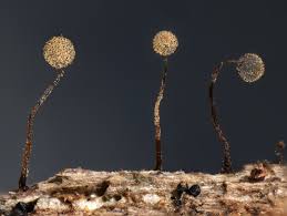 Attēlu rezultāti vaicājumam “Cribraria microcarpa”