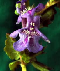 Attēlu rezultāti vaicājumam “Glechoma hederacea flower”