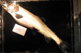 Image result for Salvelinus alpinus taranetzi