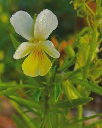 Attēlu rezultāti vaicājumam “Viola arvensis flower”