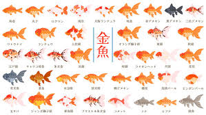 Image result for 金魚