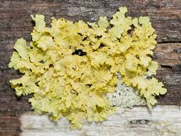 Attēlu rezultāti vaicājumam “Vulpicida pinastri”