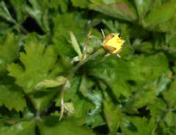 Attēlu rezultāti vaicājumam “Waldsteinia geoides flower”