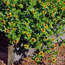 Image result for Sanvitalia procumbens