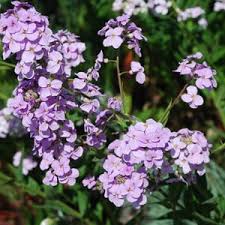 Image result for Hesperis matronalis