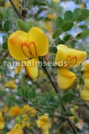 Image result for Colutea x media (arborescens x orientalis)