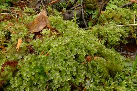 Attēlu rezultāti vaicājumam “Cinclidium stygium macro”