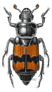 Attēlu rezultāti vaicājumam “Nicrophorus investigator imago”