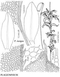 Attēlu rezultāti vaicājumam “Plagiomnium medium”