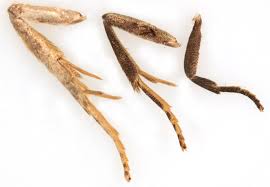 Attēlu rezultāti vaicājumam “Epiblema foenella”