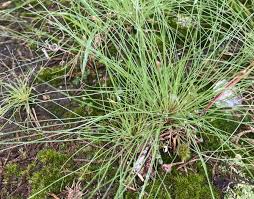 Attēlu rezultāti vaicājumam “Carex capillaris fruit”