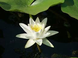 Attēlu rezultāti vaicājumam “Nymphaea alba”