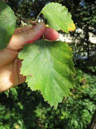 Attēlu rezultāti vaicājumam “Crataegus chrysocarpa”