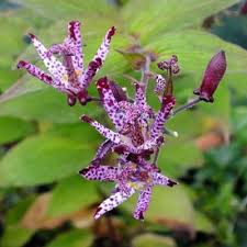 Image result for Tricyrtis `Black Beauty`