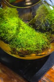 Attēlu rezultāti vaicājumam “Plagiomnium medium”