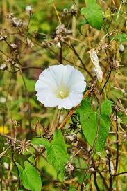Attēlu rezultāti vaicājumam “Calystegia sepium flower”