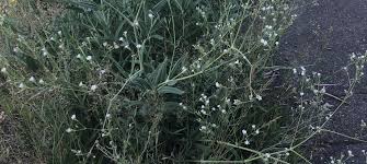 Attēlu rezultāti vaicājumam “Gypsophila paniculata leaf”