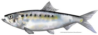 Image result for Alosa mediocris