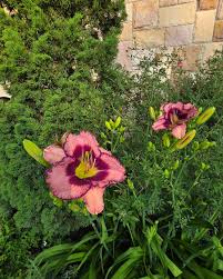 Attēlu rezultāti vaicājumam “Hemerocallis lilioasphodelus”