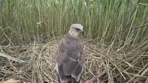 Attēlu rezultāti vaicājumam “Circus aeruginosus adult”