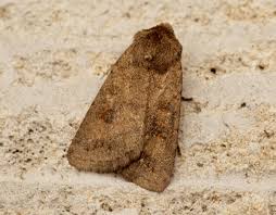 Attēlu rezultāti vaicājumam “Caradrina morpheus”