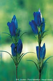 Attēlu rezultāti vaicājumam “Gentiana pneumonanthe flower”