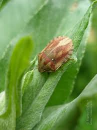 Attēlu rezultāti vaicājumam “Eurygaster testudinaria imago”