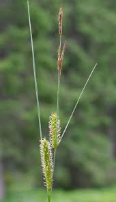 Attēlu rezultāti vaicājumam “Carex rostrata”