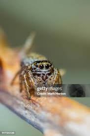 Attēlu rezultāti vaicājumam “Evarcha falcata male”