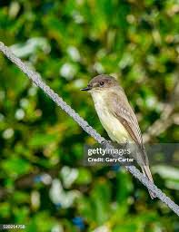 Image result for Sayornis phoebe