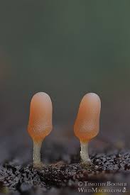 Attēlu rezultāti vaicājumam “Arcyria cinerea”