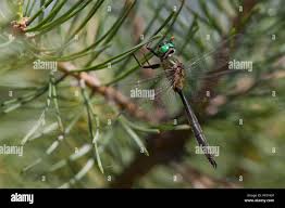 Attēlu rezultāti vaicājumam “Cordulidae”