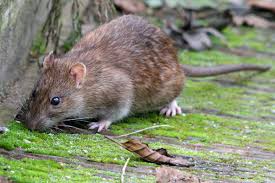 Attēlu rezultāti vaicājumam “Rattus norvegicus”