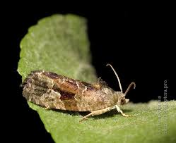 Attēlu rezultāti vaicājumam “Eudemis porphyrana”