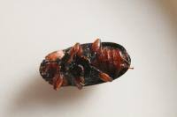 Attēlu rezultāti vaicājumam “Triplax aenea”