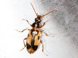 Attēlu rezultāti vaicājumam “Notoxus monoceros”